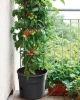 Doniczka-do-uprawy-pomidorow-ze-stelazem-Tomato-Grower-aranzacja-z-roslina.webp