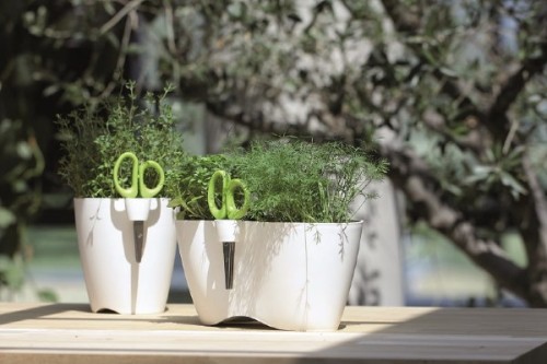 prosperplast doniczka na ziola limes dublo aranzacja