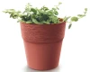 prosperplast-doniczka-okragla-12-cm-furu-prezentacja-z-roslina