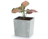 doniczka-kwadratowa-prosperplast-urbi-square-low-beton-effect-aranzacja-z-roslina
