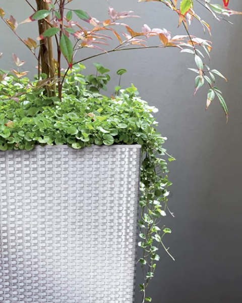 donica-wysoka-biala-prosperplast-rato-square-kompozycja-roslinna