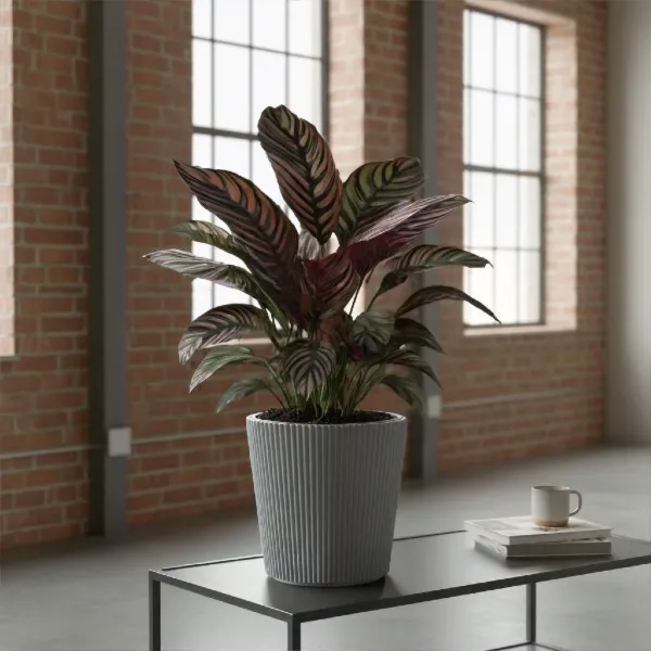 prosperplast-milly-doniczka-do-roslin-ozdobnych-aranzacja-z-calathea