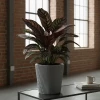 prosperplast-milly-donica-ozdobna-aranzacja-z-calathea