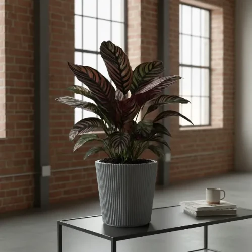 prosperplast-milly-donica-do-roslin-ozdobnych-aranzacja-z-calathea