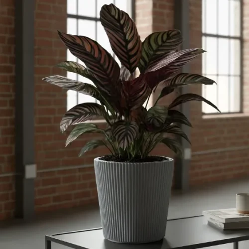 prosperplast-milly-donica-z-wkladem-aranzacja-z-calathea