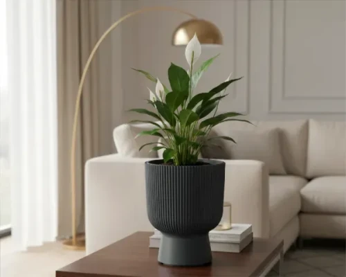 donica kielichowa milly 8,5l  antracytowa prosperplast - prezentacja w salonie