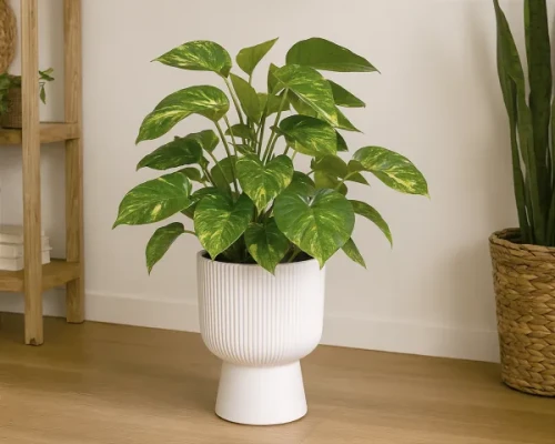 donica-wysoka-milly-24cm-biala-prosperplast-prezentacja-w-salonie