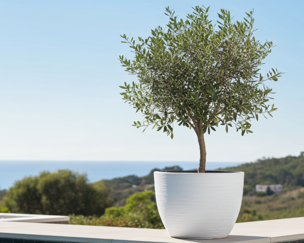 doniczka-okragla-57cm-biala-prosperplast-furu-aranzacja-przy-basenie