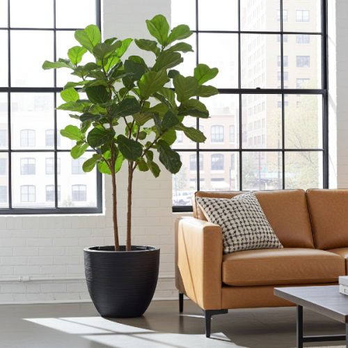 donica okragla 57 cm antracyt prosperplast furu - aranzacja z fikusem