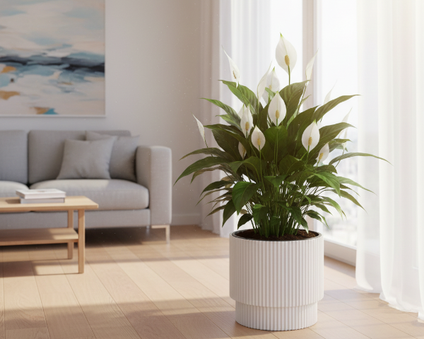 doniczka-okragla-30cm-biala-prosperplast-milly-aranzacja-w-salonie