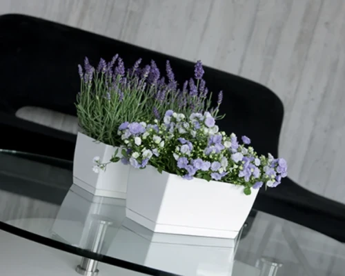 doniczka podluzna prosperplast coubi case p prezentacja z roslina