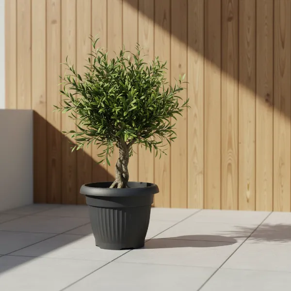 duza donica okragla 50cm prosperplast terra antracyt - prezentacja na tarasie