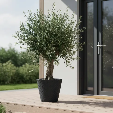 Duża antracytowa donica Matuba 48 cm z oliwką ustawiona przy drzwiach wejściowych do domu