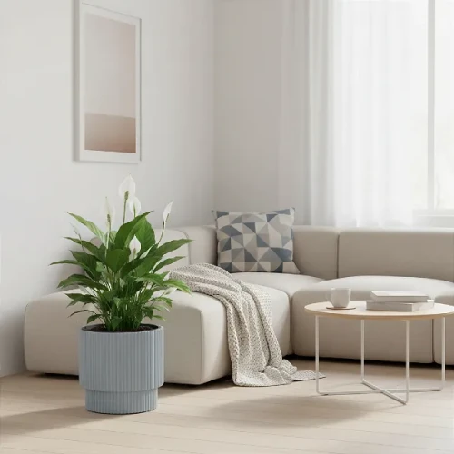 Doniczka Milly Prosperplast 40cm w kolorze szarym stojąca w salonie w stylu scandi