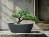 donica owalna Aria aranżacja z drzewkiem bonsai