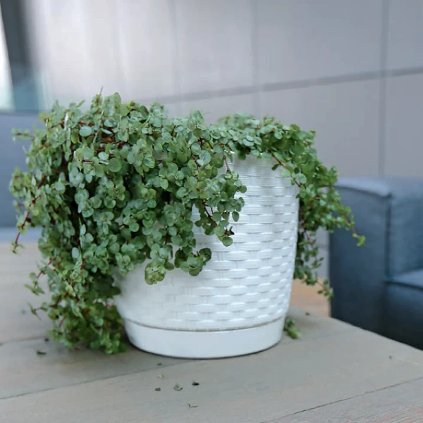 doniczka-ratolla-round-aranz.webp