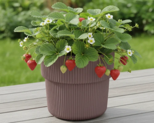 Donica Milly 30cm marsala DBMIR300 Prosperplast - aranżacja z poziomkami na tarasie