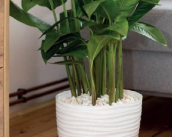 Doniczka Sahara okragla biala aranzacja