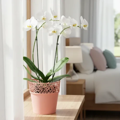 Doniczka różowa Tree 18cm stoi na parapecie w sypialni