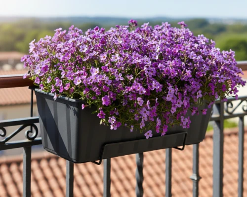 Antracytowa skrzynka balkonowa Agro 40 cm z posadzonym żagwinem wisi na balustradzie.