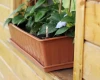 Skrzynka Balcony Can 60 cm stojąca na parapecie, wypełniona roślinami