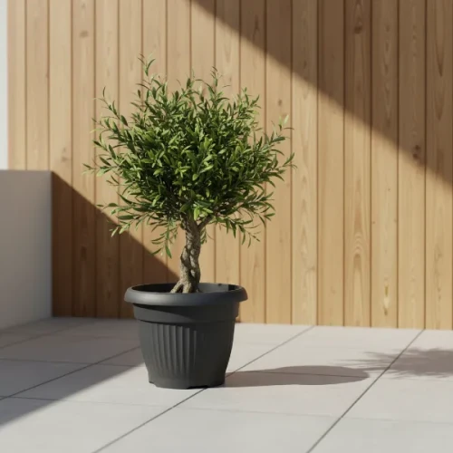Antracytowa donica Terra 45cm z posadzoną oliwką europejską na tle tarasu