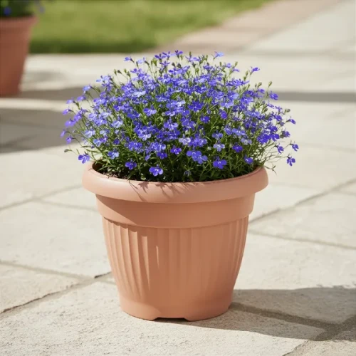 Klasyczna doniczka Terra Prosperplast 20 cm w kolorze terakoty. Aranżacja z lobelią na tarasie.