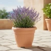Klasyczna doniczka Terra Prosperplast 25 cm w kolorze terakoty. Aranzacja z pelargonią na tarasie.