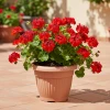 Klasyczna doniczka Terra Prosperplast 35 cm w kolorze terakoty. Aranzacja z pelargonią na tarasie.