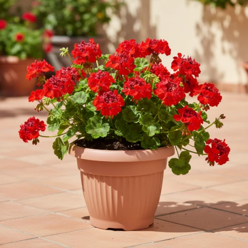 Klasyczna doniczka Terra Prosperplast 35 cm w kolorze terakoty. Aranzacja z pelargonią na tarasie.