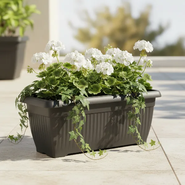Klasyczna podłużna donica Terra Prosperplast 60cm w kolorze antracytowym. Aranżacja z pelargoniami i bluszczem.