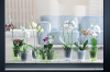 patyczki_storczykowe_aranz_Decor_Orchid_Sticks