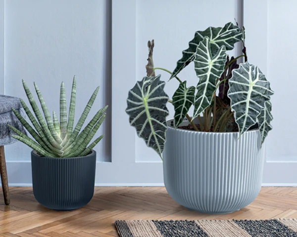 doniczka-do-domu-prosperplast-milly-aranzacja-z-alokazja