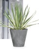 doniczka-okragla-tubus-beton-effect-aranzacja-z-roslina