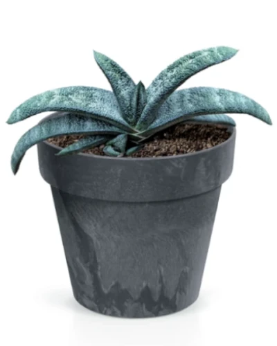 doniczka-prosperplast-cube-beton-effect-aranzacja-z-roslina