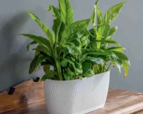 form plastic mika doniczka ozdobna prezentacja w domu