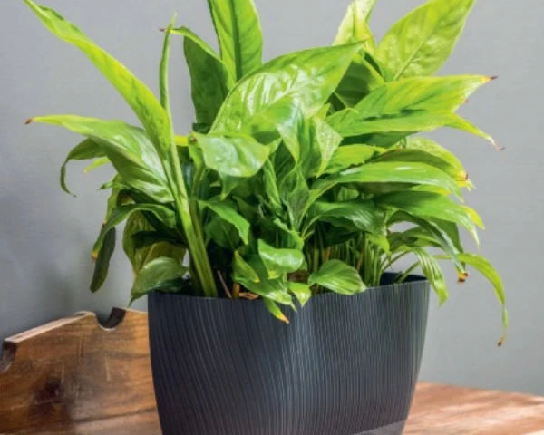 form plastic mika doniczka podluzna 27 cm antracyt aranzacja w domu