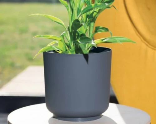 Mała doniczka z rośliną ustawiona na okrągłym stoliku w ogrodzie