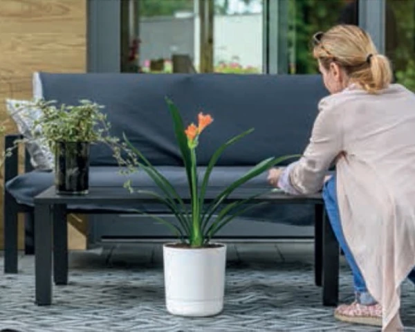 Nowoczesna donica z rośliną zieloną ustawiona w salonie na stoliku