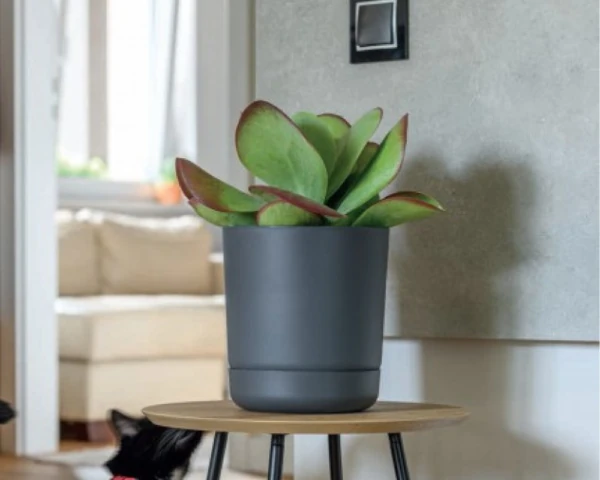 Nowoczesna donica z rośliną zieloną ustawiona w salonie na stole