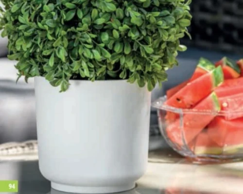 Doniczka z rośliną ustawiona na blacie stołu obok miski z owocami