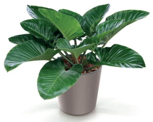 prosperplast urbi round donica okragla z wkladem - aranzacja z roslina