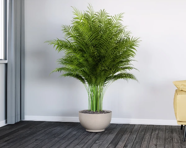 Doniczka-misa-naturo-kremowy-aranzacja