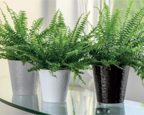 Okrągłe doniczki z ozdobnymi roślinami ustawione na szklanej półce w nowoczesnym wnętrzu.