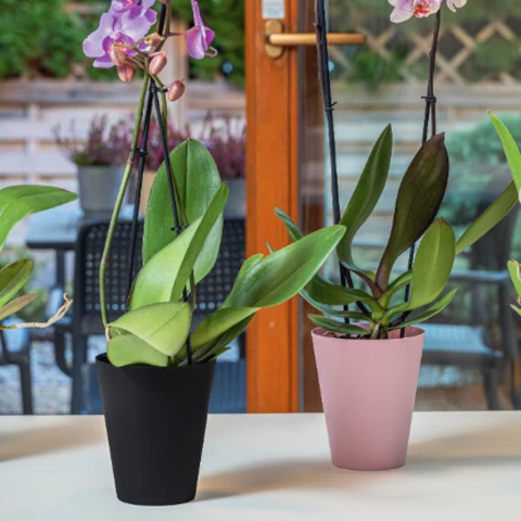 oslonka-do-storczykow-vanda-aranzacja