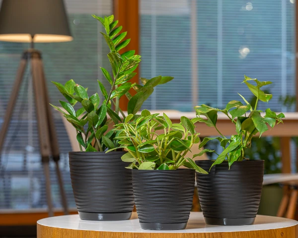 doniczka-okragla-17-cm-form-plastic-sahara-round-czarna-przykladowa-aranzacja