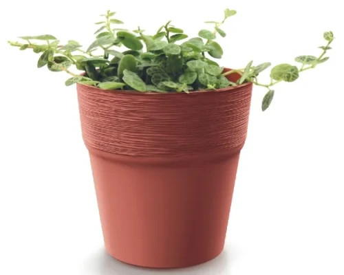 prosperplast doniczka okragla 12 cm furu prezentacja z roslina