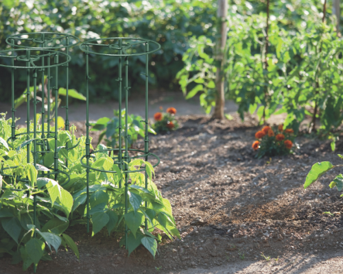 Aranżacja ogrodowej podpory do roślin