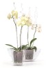 patyczki_storczykowe_aranz_Decor_Orchid_Sticks
