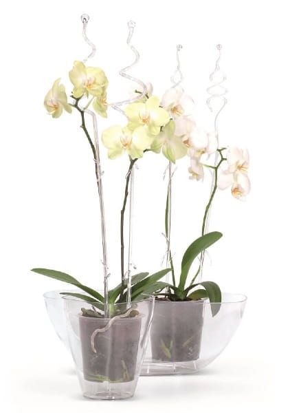 patyczki_storczykowe_aranz_Decor_Orchid_Sticks
